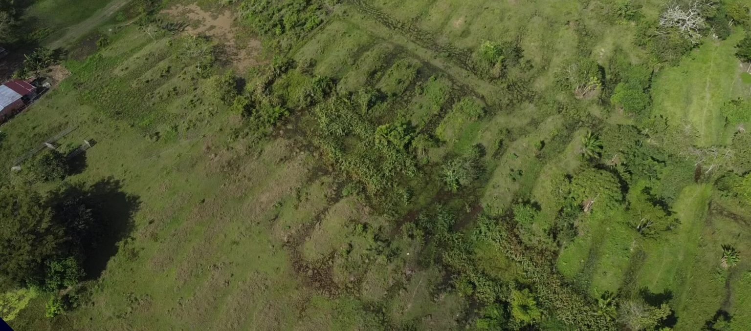 Ofer head image of an area of grassy landscape with many oval mounds arranged side by side overgrown with foliage,