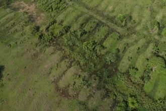 Ofer head image of an area of grassy landscape with many oval mounds arranged side by side overgrown with foliage,
