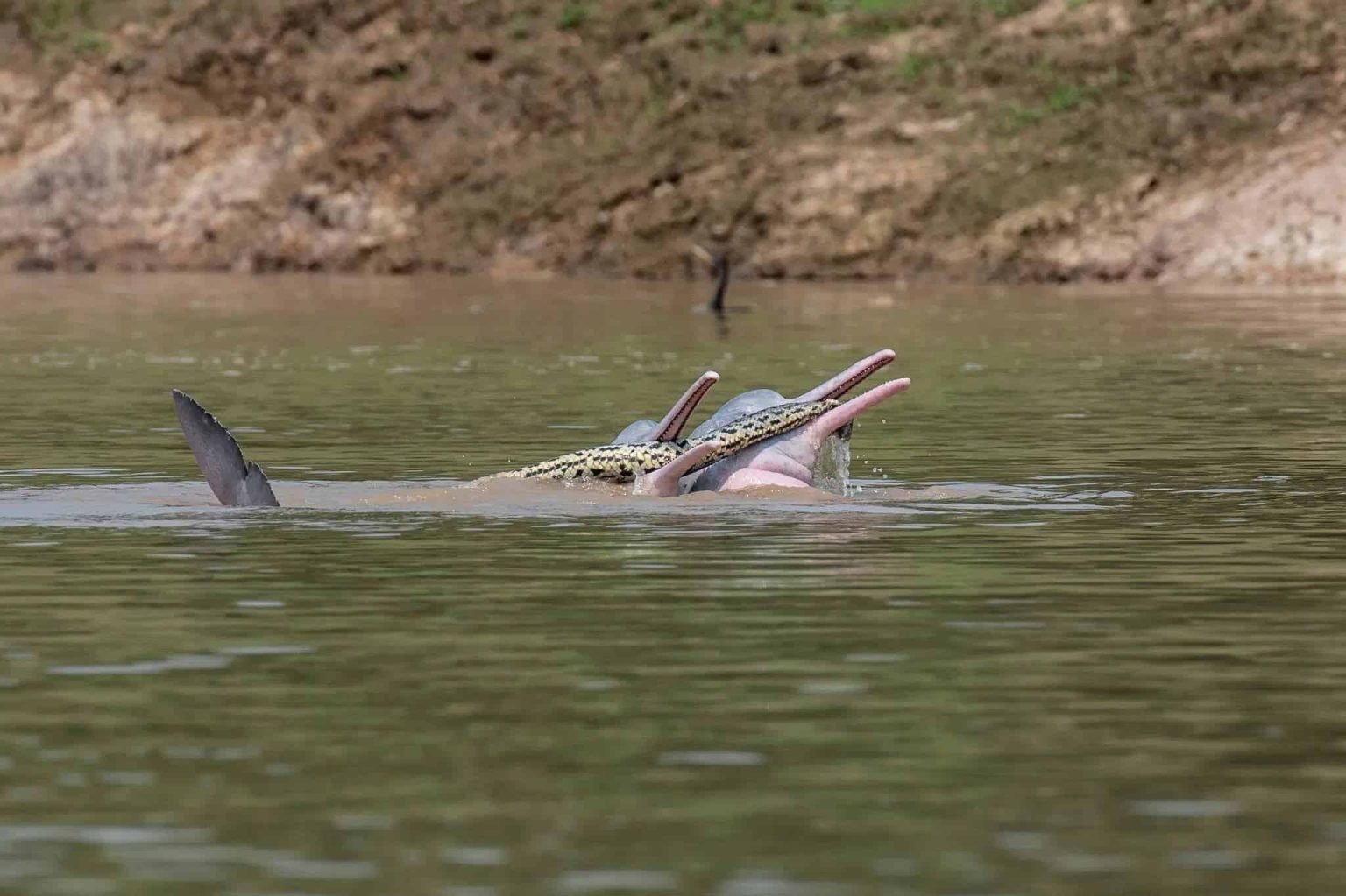 Bolivian river dolphins anaconda