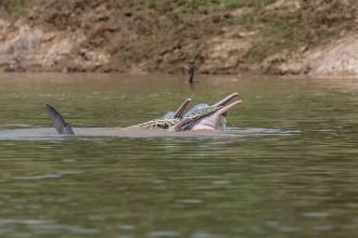 Bolivian river dolphins anaconda