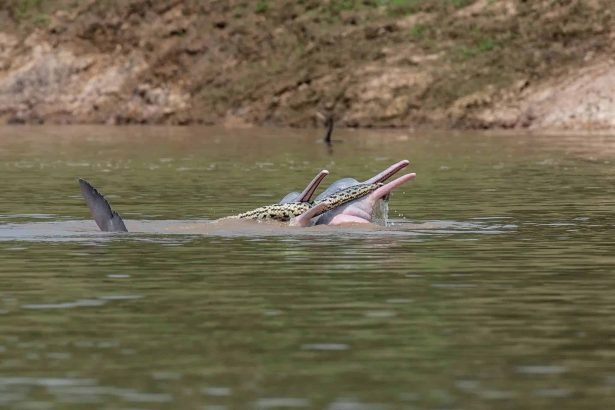 Bolivian river dolphins anaconda