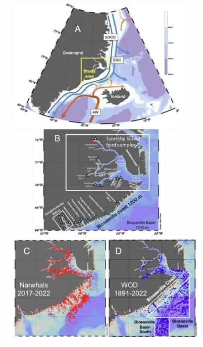 Maps showing the paths travelled by the narwhals and the structure of the fjords