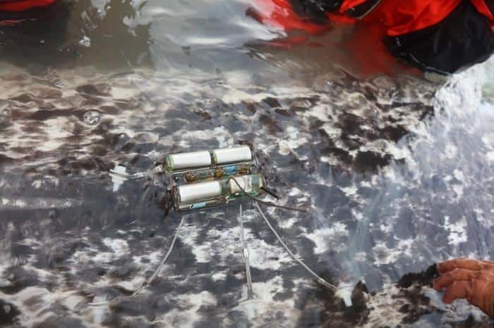 Sensor, metallic object with four sections attached to the patterend back of a narwhal floating in water.