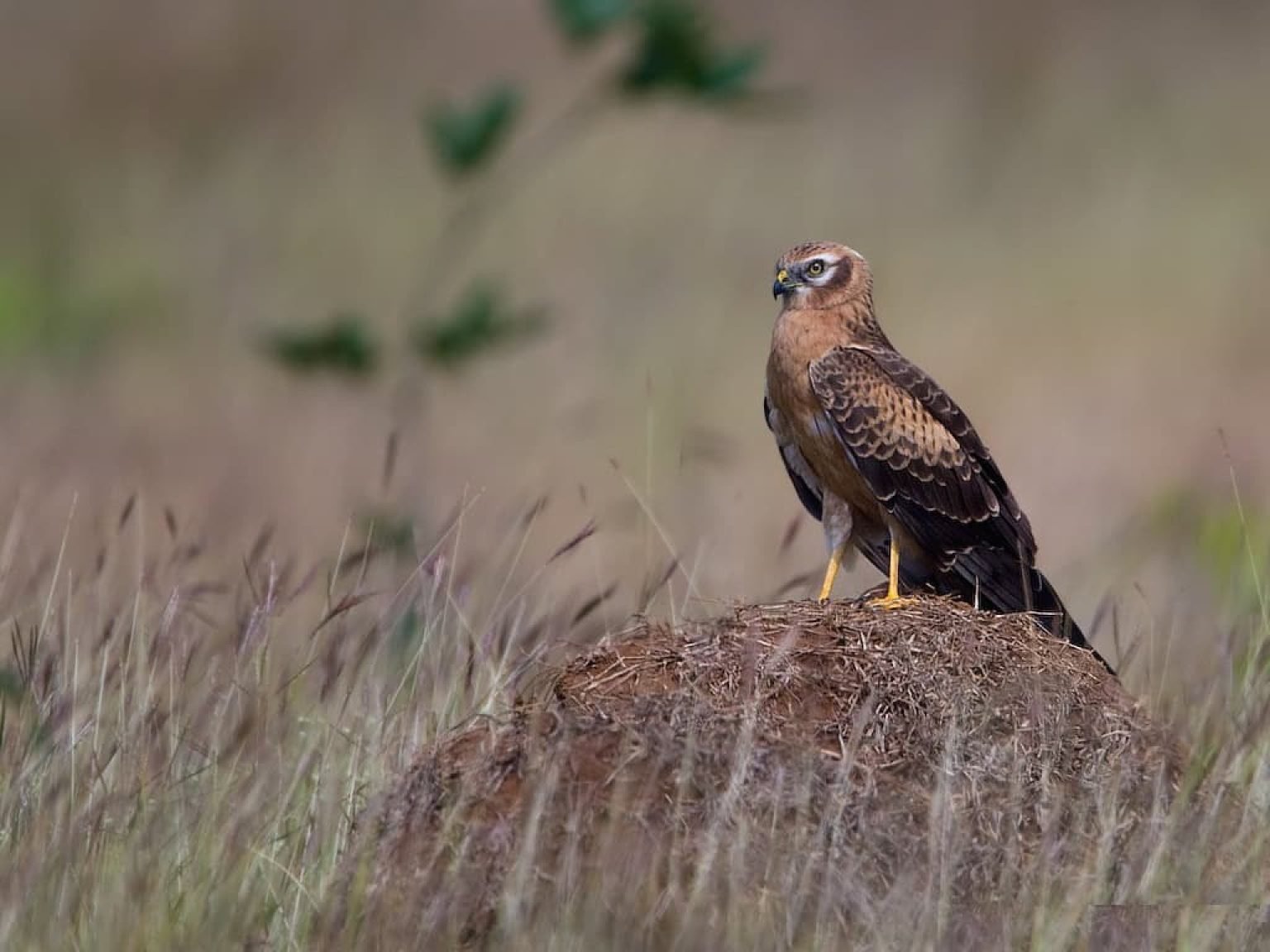 Brown bird of prey with black tail feathers and vivid yellow eyes and yellow on the beak wings, standing on a dirt mound. Female Montagu