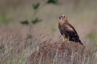 Brown bird of prey with black tail feathers and vivid yellow eyes and yellow on the beak wings, standing on a dirt mound. Female Montagu