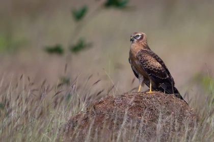Brown bird of prey with black tail feathers and vivid yellow eyes and yellow on the beak wings, standing on a dirt mound. Female Montagu