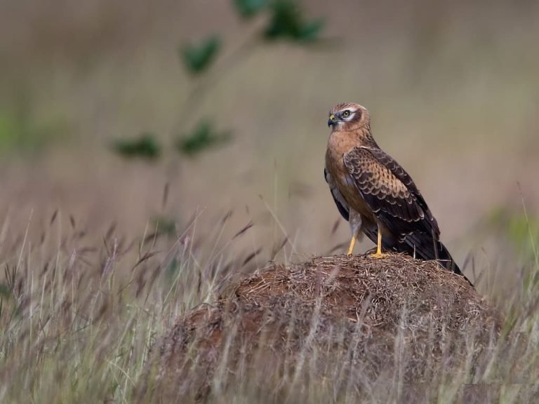 Brown bird of prey with black tail feathers and vivid yellow eyes and yellow on the beak wings, standing on a dirt mound. Female Montagu