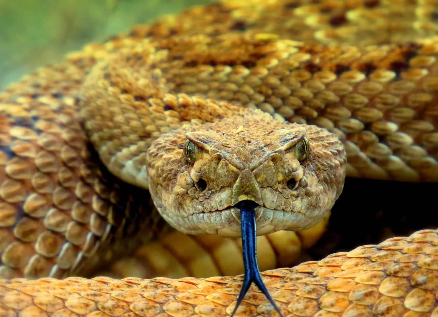 One of the World’s Most Neglected Killers Is Far Deadlier Than Official Numbers Suggest. Snakebites Could Be Killing 513,000 People a Year