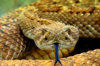 One of the World’s Most Neglected Killers Is Far Deadlier Than Official Numbers Suggest. Snakebites Could Be Killing 513,000 People a Year