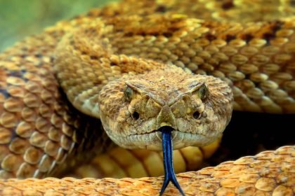 One of the World’s Most Neglected Killers Is Far Deadlier Than Official Numbers Suggest. Snakebites Could Be Killing 513,000 People a Year