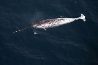 Narwhal in the ocean