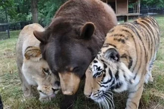 A close-up of a lion, tiger, and bear nuzzling together in a zoo enclosure, showcasing animal friendship and wildlife conservation.