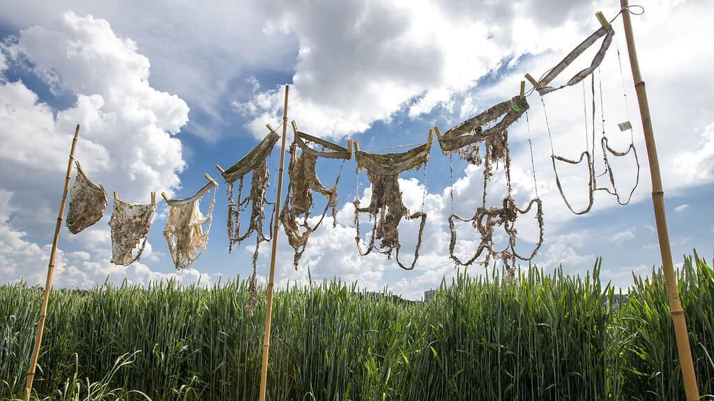 Underwear in various states of decomposition handing on a line in a grassy field