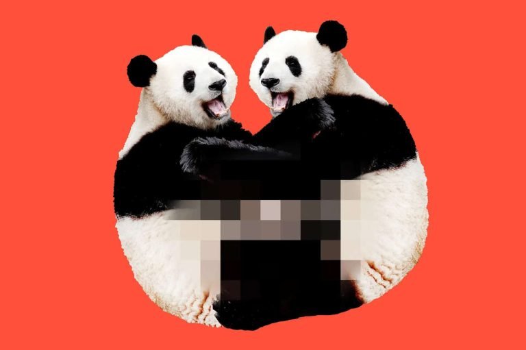 Panda bears hugging with playful expressions on a red background.