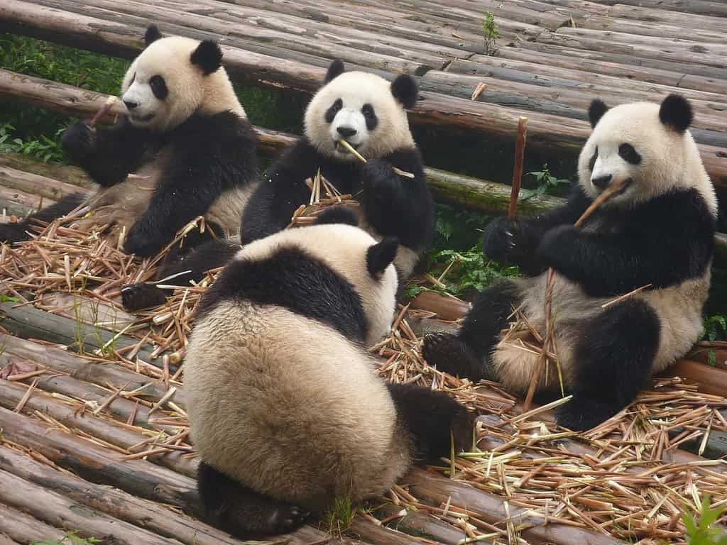 Cute panda bears eating bamboo in natural habitat.