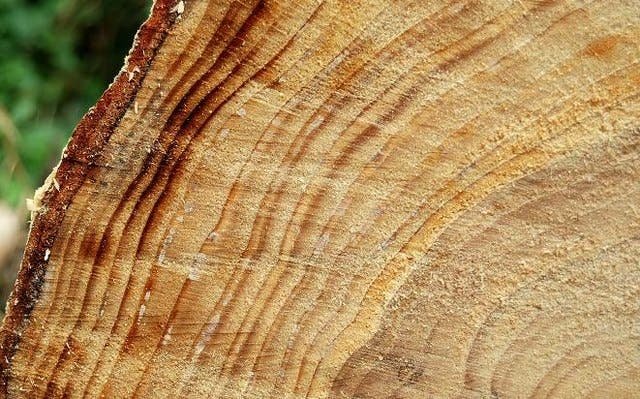 tree rings data