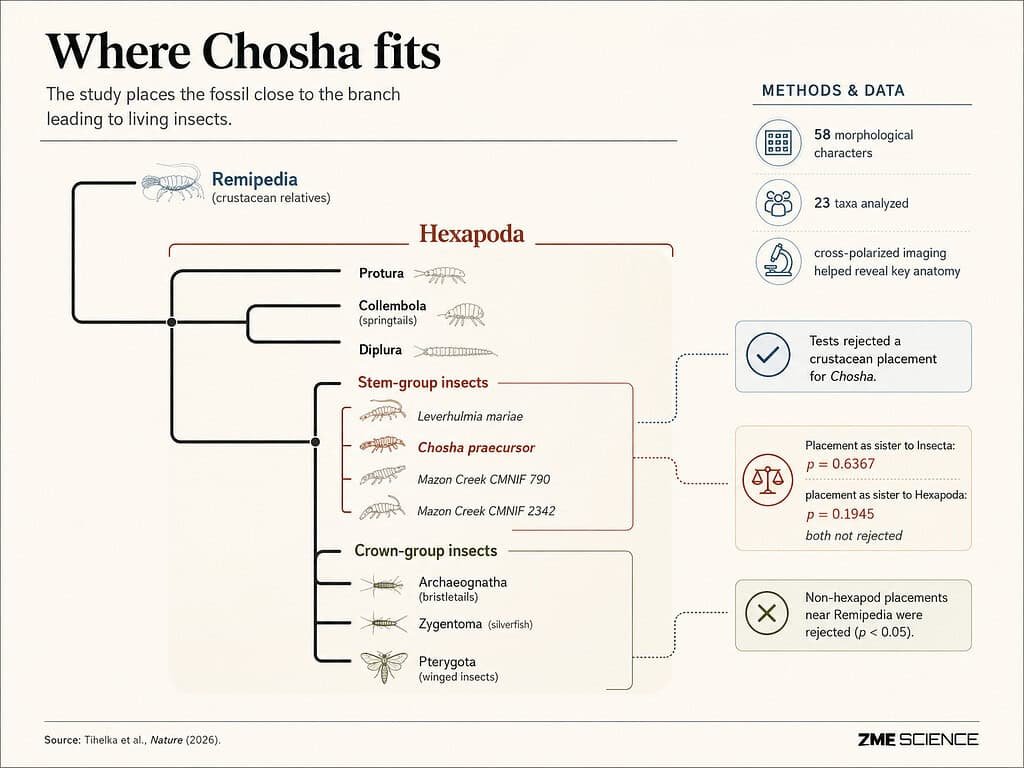 An evolutionary tree showing where Chosa fits in relation to insects on the tree of life.