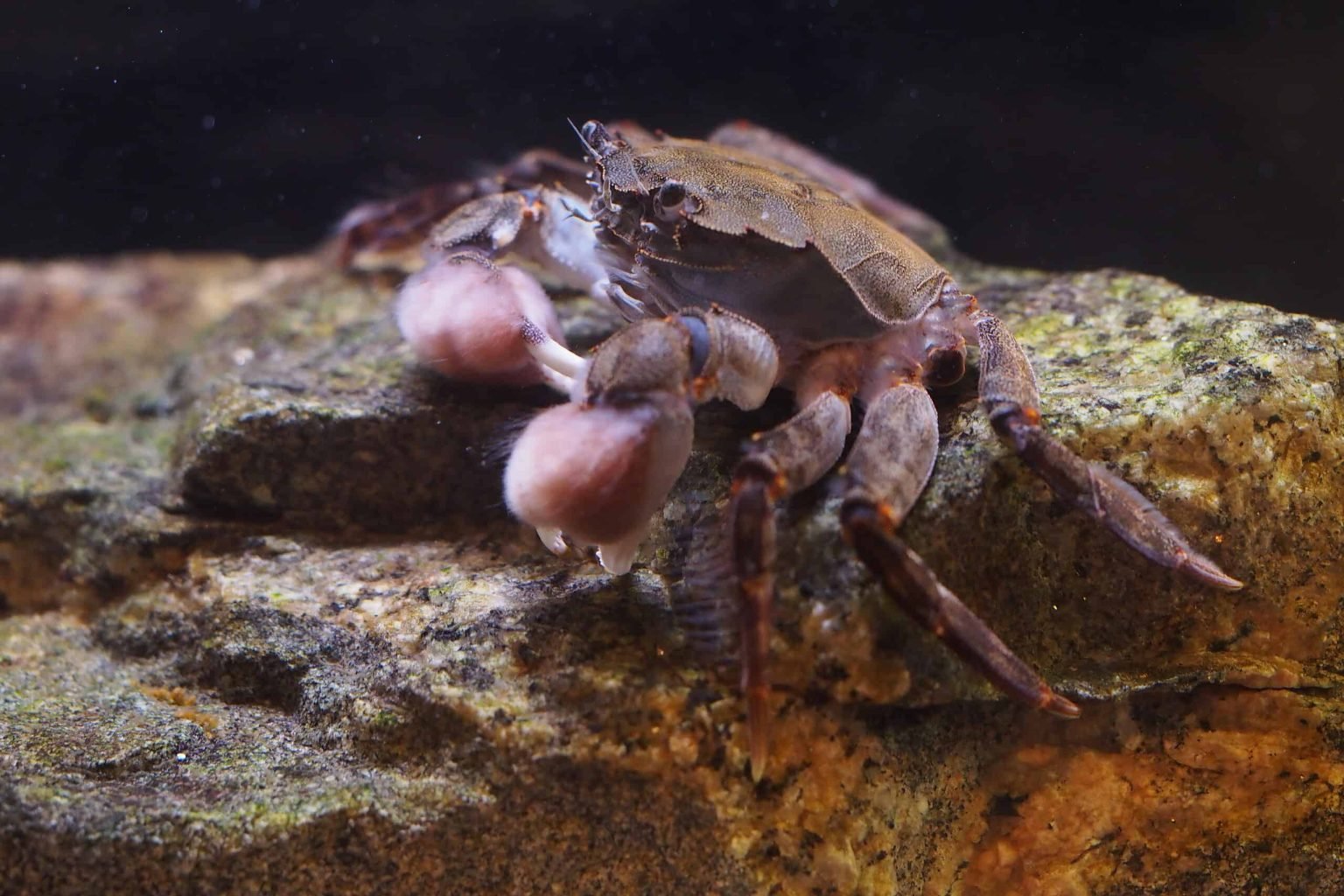 Hermit crabs and cockroaches are acting as gardeners for a parasitic plant