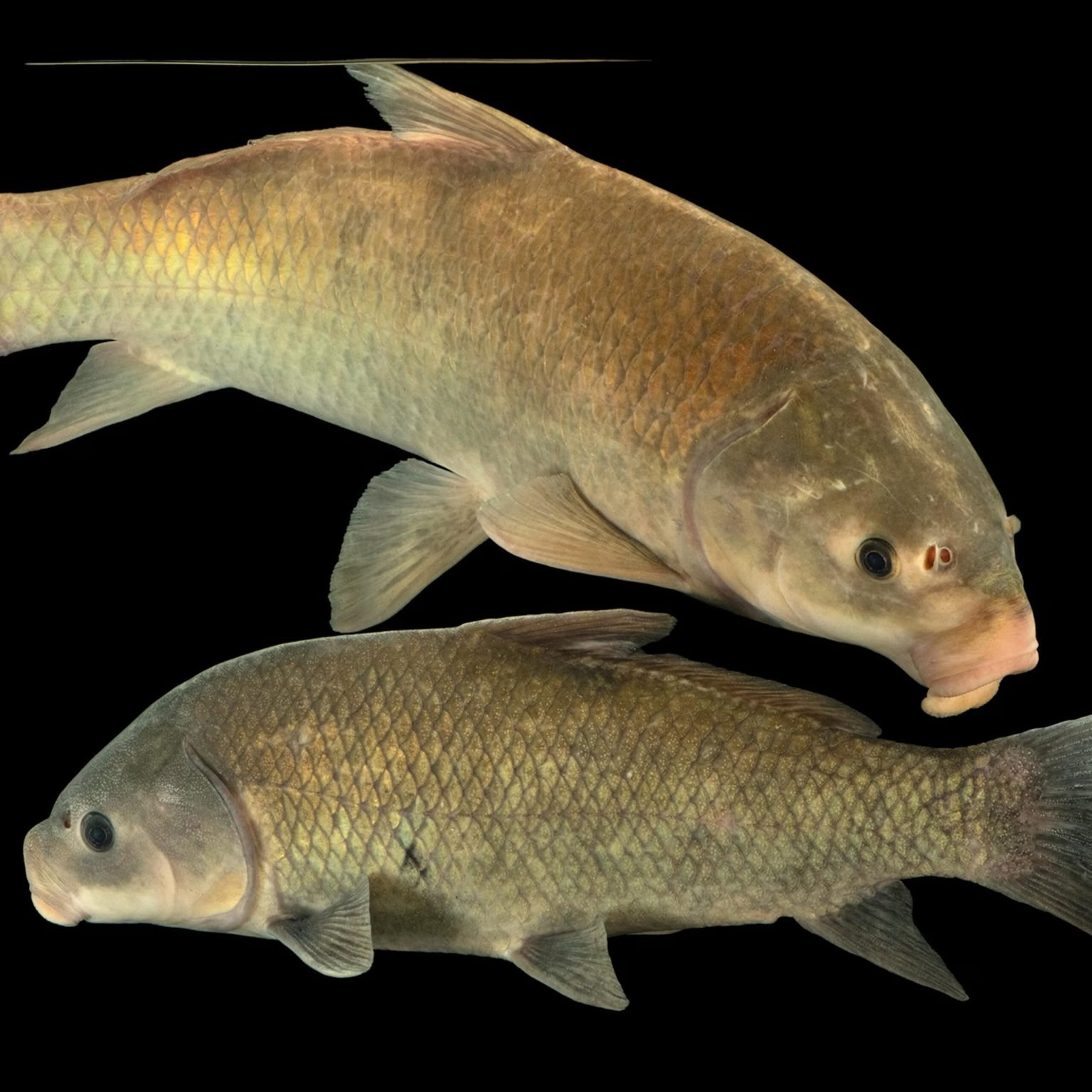 How Old Can a Freshwater Fish Get? This One Was Swimming in the Victorian Era
