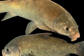 How Old Can a Freshwater Fish Get? This One Was Swimming in the Victorian Era