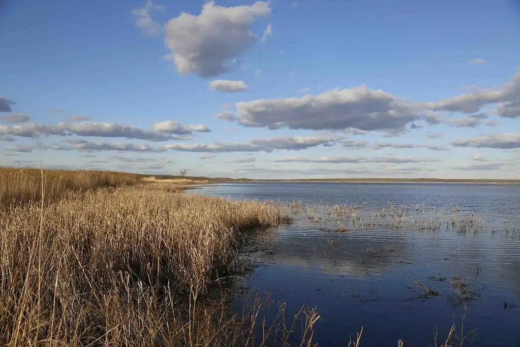 Wetland scenery with tall dry grasses and calm water under a cloudy blue sky - natural habitat and ecological environment.