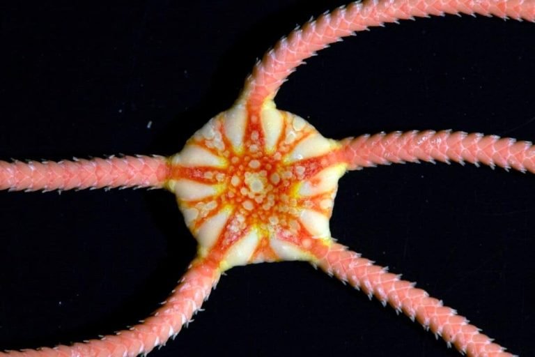 Scientists found 149 new deep-sea species — and a 22-million-year shark-tooth graveyard