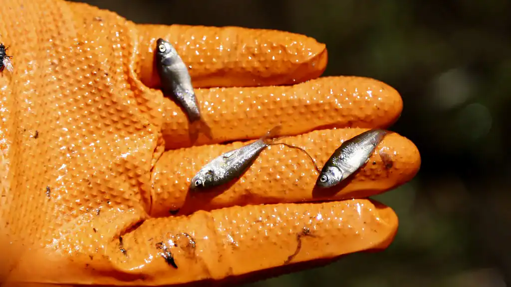 How Old Can a Freshwater Fish Get? This One Was Swimming in the Victorian Era | Philly PI